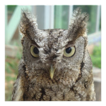 Peu de pequeño de hibou/Bujo de cri strident Bristols