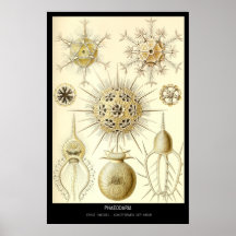 Phaeodaria - Bord 1-Kunstformen der Natur Afdruk
