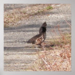 Photo classée par affiche de grouse de Ruffed de t