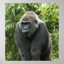 Photo de gorille affiche