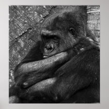 Photo de gorille posters