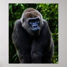 Photo de gorille posters