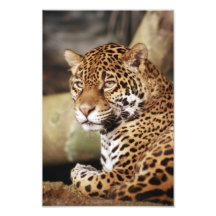 Photo de Jaguar