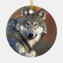 Photo de loup décorations de noël