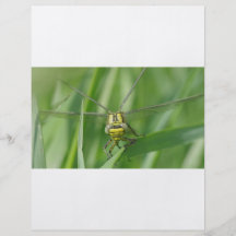 Photo de macro de libellule prospectus