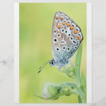 Photo de macro de papillon prospectus