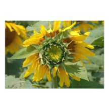 Photo de tournesol