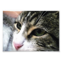 Photo de visage de chat