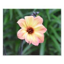 Photo jaune de fleur