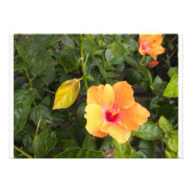 Photo jaune de fleur par l'invitation de Lorette S