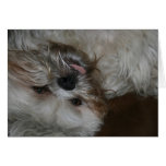 photo mignonne adorable de chiot de tzu de shi carte de vœux
