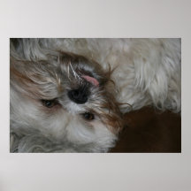 photo mignonne adorable de chiot de tzu de shi affiches