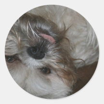 photo mignonne adorable de chiot de tzu de shih autocollant