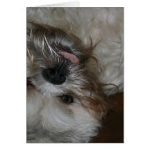 photo mignonne adorable de chiot de tzu de shih cartes