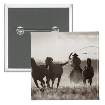 Photo noire et blanche des chevaux d'un Lassoing d Badges