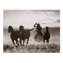 Photo noire et blanche des chevaux d'un Lassoing d Carte Postale