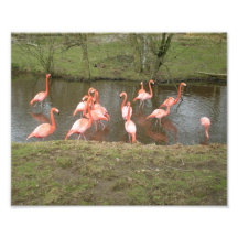Photo rose de flamant