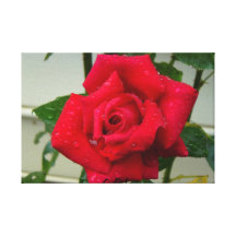 Photo rose toiles tendues sur châssis