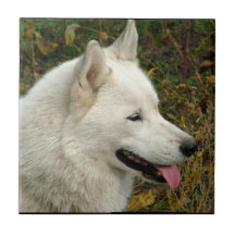 Photographie de chien de Malamute d'Alaska Carreau En Céramique
