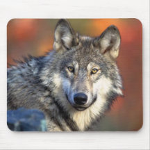 Photographie de loup tapis de souris