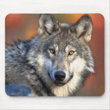 Photographie de loup tapis de souris