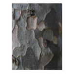 Photographie de macro d'écorce d'arbre carte postale