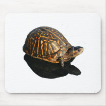 Photographie de tortue de boîte de la Floride avec Tapis De Souris