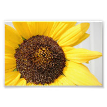 Photographie de tournesol
