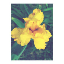 Photographie florale d'iris faire-parts