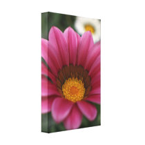 Photographie florale rose sur la copie d'illustrat
