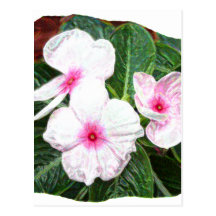 Photographie pourpre de fleurs de soleil de Poster Carte Postale