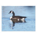 Photoprint canadien d'oie