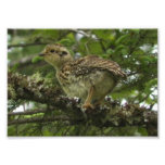 Photoprint du poussin 5x7 de grouse impeccable