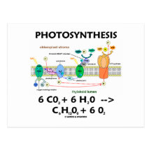 Photosynthèse (anhydride carbonique + L'eau) Carte Postale