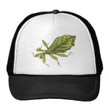Phyllium Siccifolia Casquettes De Camionneur