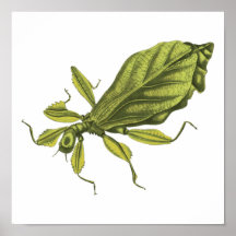 Phyllium Siccifolia Poster