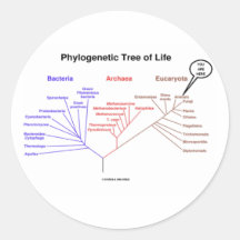 Phylogenetic Boom van het Leven - u bent hier (Bio Stickers