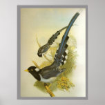 pie bleue Jaune-affichée