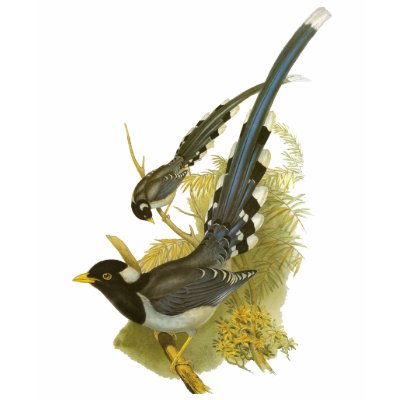 pie bleue Jaune-affichée par JohnGould_Birds