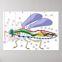 Pièces d'insecte affiche