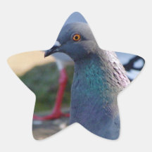 Pigeon Autocollants