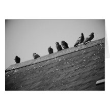 Pigeons sur un toit carte