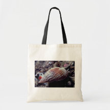 Pimpled mandshell (papillosus Nassarius) Shell Tas