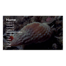 Pimpled mandshell (papillosus Nassarius) Shell Visitekaart Sjablonen
