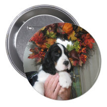 Pin de springer anglais pin's