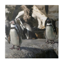 Pingouin de Humboldt Carreaux En Céramique