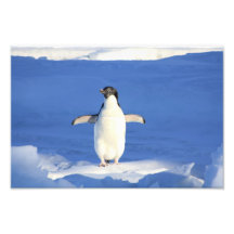 Pingouin mignon photo