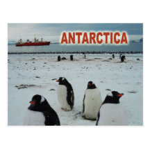 Pingouins de Gentoo, péninsule antarctique Carte Postale