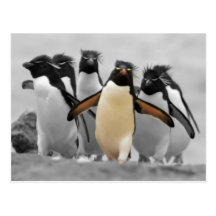 Pingouins de Rockhopper Carte Postale