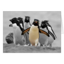 Pingouins de Rockhopper Cartes De Vœux